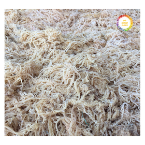 Musgo Marino Seco de Primera Calidad al por Mayor para Aplicaciones Alimentarias y de Bebidas - Product Image 5