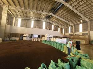 Pimienta Negra de Vietnam 500 GL - 630 GL Calidad FAQ, LIMPIADA a Máquina Suministro VILACONIC - Sr. Justin - Product Image 4