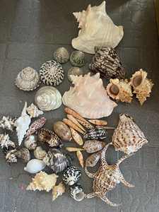 เปลือกหอย Limpets เป็นมิตรกับสิ่งแวดล้อมสำหรับ100% หัตถกรรมเปลือกธรรมชาติ - Product Image 6