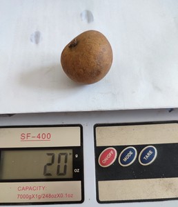 Longan IQF de Vietnam, el Más Vendido para Exportación - Product Image 5