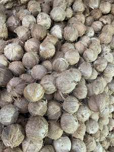 Coco maduro descascarado, coco seco, listo para exportación (WA +84914319488) Productor Tinimex - Product Image 6