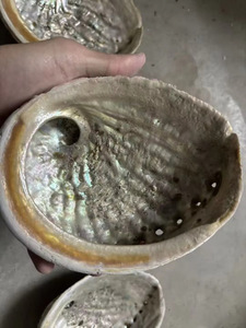 ขายส่งเปลือกหอยเป๋าฮื้อธรรมชาติแบบไม่ขัดเงา, เปลือกหอยเป๋าฮื้อขายส่ง, ชามเซจ - Product Image 2