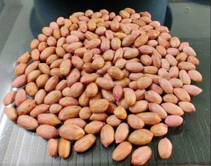 High Quality Fresh Top Grade <b>Peanuts</b> Kernels Without Shell High Quality Best Price with Custom Service 24 Months Shelf Life - Product Image 4