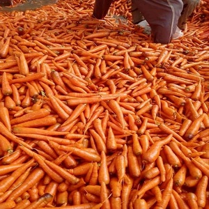 Carottes Biologiques Fraîches au Goût Sucré à Prix Abordable – Grossiste Agricole Offrant un Service Après-Vente Exceptionnel - Product Image 5