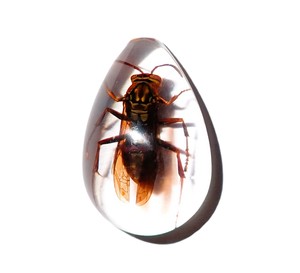 Yellow Paper Wasp Real Specimen Plastic Cabochon Pear Shape Cut <b>Top</b> 33x22 mm Clear Flat Bottom for Crafts and Jewelry Making - Product Image 3