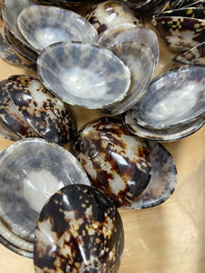 Polished Vietnam oval limpet seashell for spa decor and professional massage sets using smooth natural sea shell surface quality - Product Image 5