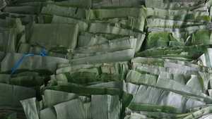 Alta calidad 100% Natural hoja de plátano fresco Vietnam exportación agricultura producto superventas - Product Image 5