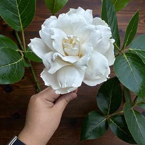 ดอกไม้โซล่าวู้ด VADEE SOLA WOOD FLOWER ทำมือ ดอกกุหลาบสีงาช้างที่ยั่งยืนได้ ขนาด 8.5 ซม. ทำจากเส้นใยพืชเซสบานียา จากประเทศไทย - Product Image 6