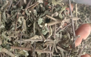 Fournisseur de feuilles d'Urena Lobata séchées du Vietnam, feuilles de Caesarweed séchées naturelles coupées de haute qualité ANGLE - Product Image 3