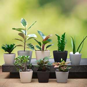 กระถางต้นไม้ทรงกลมขนาด 6 นิ้ว สีฟ้าอ่อน แบบรดน้ำเองได้ เป็นมิตรกับสิ่งแวดล้อม ทนทาน ผลิตจากพลาสติกย่อยสลายได้ สำหรับปลูกต้นไม้ขนาดเล็ก - Product Image 4