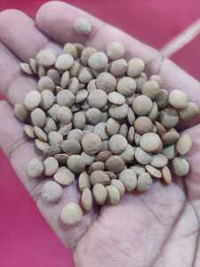 Lentilles rouges entières biologiques en vrac Fournisseur en gros TZ453G 25 kg Durée de conservation de 24 mois - Product Image 5