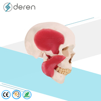 Modelo de Cráneo Humano DRS1028 con Orígenes y Puntos de Inserción Musculares, Anatomía Detallada del Cabeza y Esqueleto para Educación Médica