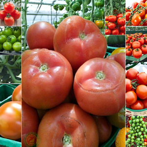 <span class=keywords><strong>13</strong></span>% ไนโตรเจนละลายน้ำได้100% เม็ด<span class=keywords><strong>ปุ๋ย</strong></span>แคลเซียมและแมกนีเซียม<span class=keywords><strong>16</strong></span>% เอ็มโก6% ประเทศจีน - Product Image 3