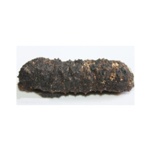 Pepino de Mar Congelado de Calidad - Product Image 1