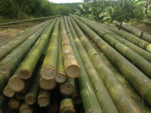 Pôles en bambou vietnamien naturel à paroi épaisse, tiges de bambou brutes pour la construction, le jardinage et l'artisanat (différentes tailles disponibles) - Product Image 2