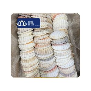 เปลือกหอยเชลล์รักษ์โลกสำหรับงาน DIY ตกแต่งสไตล์ชายทะเล งานแต่งงาน ของตกแต่งโต๊ะคริสต์มาส และงานฝีมือต่างๆ - Product Image 1