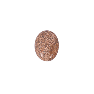 Pierre précieuse en os de dinosaure, 12 carats, 20x15mm, forme ovale, pierre brute - Product Image 1