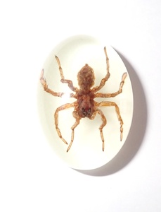 Araña Fantasma, Espécimen Real, Cabujón de Plástico Ovalado de 18x25 mm, Base Plana Brillante para Manualidades y Joyería - Product Image 5