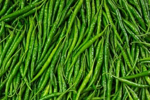 Chiles Verdes Frescos, <span class=keywords><strong>Sabor</strong></span> Natural, Picantes, Esenciales para la Cocina, Calidad Fresca <span class=keywords><strong>de</strong></span> Granja, <span class=keywords><strong>Sabor</strong></span> Premium, Caja <span class=keywords><strong>de</strong></span> Cartón <span class=keywords><strong>de</strong></span> 4.5 kg, Tamil Nadu, India - Product Image 5