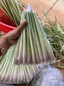 Citronnelle fraîche du Vietnam – Exportateur fiable, grandes quantités disponibles, herbe naturelle pure pour la cuisine et les infusions - Product Image 4