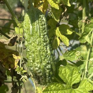 Semillas de Melón Amargo Avanzadas para Cultivo a Gran Escala con Fuerte Resistencia a Enfermedades y Alta Tasa de Germinación - Product Image 4