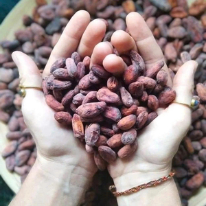Fèves de cacao de qualité supérieure, commandes en gros, qualité alimentaire, prêtes à être expédiées, fournisseur d'exportation fiable - Product Image 3