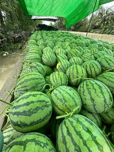 แตงโมเวียดนามไร้เมล็ดสดใหม่ – คุณภาพพรีเมียม เนื้อแดงหวาน เหมาะสำหรับการส่งออกทั่วโลก - Product Image 3