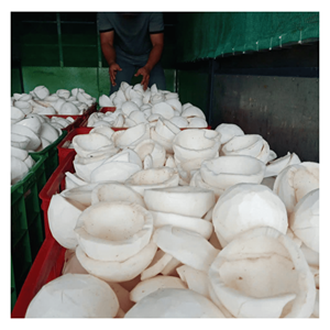 Coco congelado IQF procesado a partir de granos de coco naturales para rellenos de repostería, bebidas y fabricación de alimentos, procedente de Vietnam. - Product Image 6