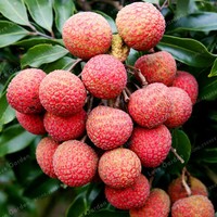 Hoge Kwaliteit Vers Lychee Fruit Uit Vietnam Prijs Concurrerend Voor Export - Ms. Esther