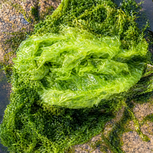 สาหร่ายทะเลอัลวาแลคตูคาคุณภาพสูง อบแห้ง/ผงสาหร่ายทะเล จากเวียดนาม/ คุณอลีนา - Product Image 6