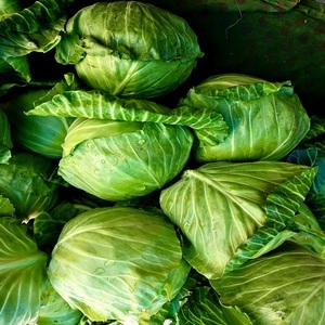 Repollo Verde Orgánico de Alta Calidad, Venta al Por Mayor Directa de Fábrica, Vegetal Fresco y Crujiente para Venta Minorista - Product Image 5