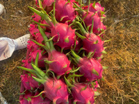 Premium VIETFAP Witte Drakenvrucht Diepvries Vers Zachte Smaak Exportkwaliteit Tropisch Fruit 30-40 Dagen Houdbaarheid Vietnam