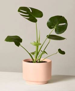 Pot de fleurs en céramique géométrique moderne avec finition mate, construction durable, décoration élégante pour plantes d'intérieur - Product Image 6