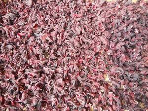 Flor de Hibisco Roja Seca Estándar para Extracción de Pigmentos Naturales, Materias Primas para Fragancias, Suministro a Granel, Alta Calidad, Global Pro - Product Image 6