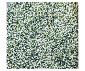 Botones de Jazmín Secos de Alta Calidad, Origen Vietnam - Flor para Té Herbal, Venta al Por Mayor para Exportación - Product Image 6