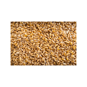 Listo para Enviar, Venta al por Mayor de Granos de Trigo Premium, Suministro a Granel, Grado Alimenticio, Producto de Exportación de Alta Calidad - Product Image 6