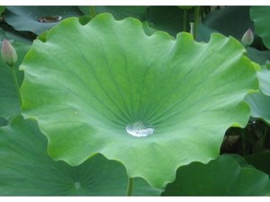 High Quality Dried Lotus <b>Leaves</b> – Natural Dried / Fresh <b>Leaf</b> // Mr.Tom - Product Image 3