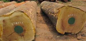 Blocs de bois industriels d'ébène durables de 6 pieds de long, bois de teck scié, bois de teck en vrac, en vente pour l'exportation - Product Image 2