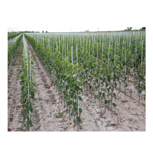 Fiberglass <b>Tree</b> <b>Stakes</b> 8-Year Life 8 Feet X 3/4 Inches - Product Image 1