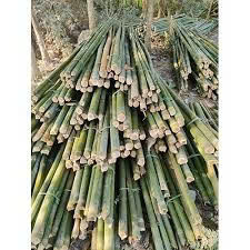 Caña de Bambú Natural, Varas Largas de Bambú, Postes de Bambú, Precio Económico, Proveedor de Vietnam - Product Image 4