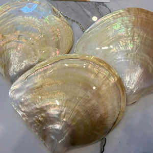 Plat en coquille naturelle éclatante |   FINITION ARC-EN-CIEL IRIDESCENTE |   ACCENTS UNIQUES ROSE NOIR JAUNE - Product Image 1