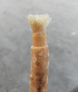 Bâtonnets de Miswak Naturels en Gros pour les Entreprises de Soins Bucco-Dentaires – Produit Traditionnel de Nettoyage des Dents pour la Vente au Détail et l'Approvisionnement Commercial - Product Image 4