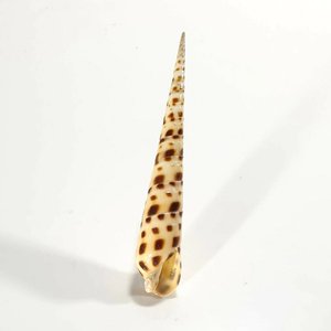 Coquillages de plage pour la décoration d'aquarium, coquillages naturels de mer, coquillages tachetés, prix bas - Product Image 2