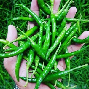 Piments verts de haute qualité, saveur riche, fraîcheur naturelle, pour la cuisine quotidienne, qualité supérieure disponible, prix d'exportation, boîte de 4,5 kg, Grace - Product Image 5