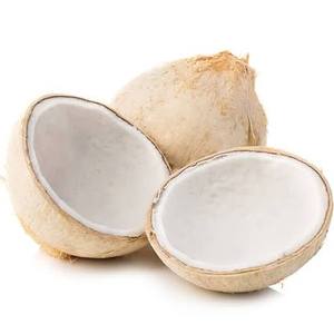Proveedor de Pulpa de Coco Fresca Blanca Natural, Pulpa de Coco Madura Premium para Leche de Coco y Procesamiento de Alimentos - Product Image 2