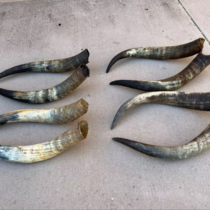 Par de Cuernos de Búfalo Pulidos para Decoración de Pared, Diseño Art Deco, Grandes de 27 a 35 Pulgadas, para Bodas, Cumpleaños, Aniversarios - Product Image 1