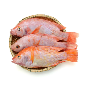 Tilapia Rouge Entière Congelée IQF de Qualité Supérieure, Nettoyée, Qualité Export, Pack de 20 kg, Fruits de Mer Frais Congelés, Grade A, Fournisseur - Product Image 6