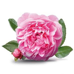 Gulab attar ผลิตภัณฑ์ที่มีคุณภาพดีที่สุดที่มีชื่อเสียงระดับโลก - Product Image 3