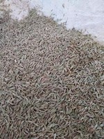 Grande Vente : Graines de Cumin Séchées AD de Haute Qualité à Bas Prix, Granulés 100kg – Fournisseur Premium, Vente en Gros, Fabrication, Exportation Allemagne 2