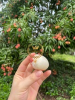Fruits et légumes en conserve de marque privée litchi frais pour boissons gazeuses crème glacée litchi en conserve de haute qualité du Vietnam